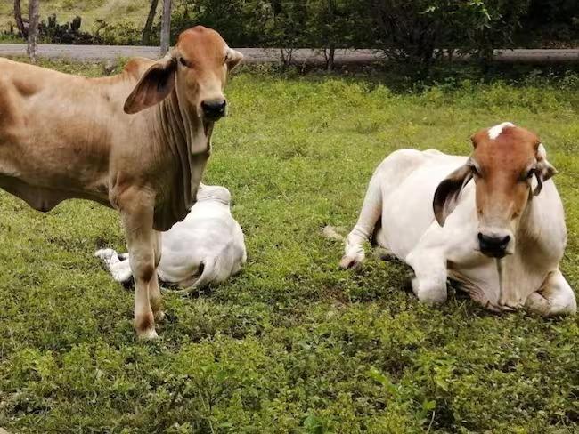 medidas para frenar extorsiones y abigeato en el norte del Tolima dicen las Autoridades